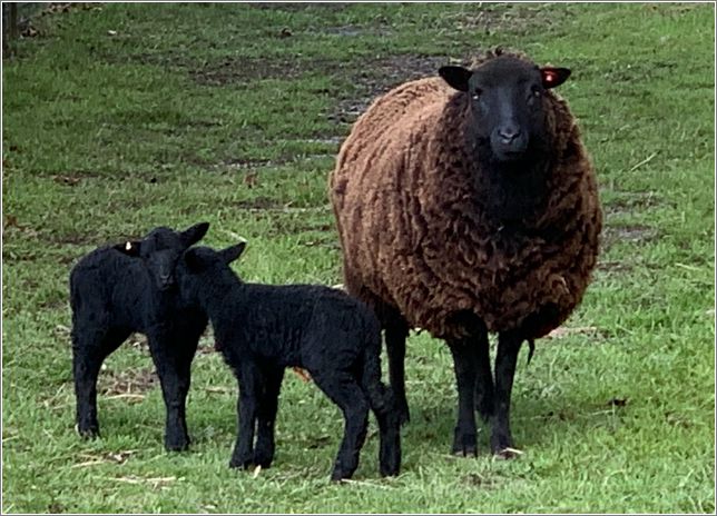  BankSide Deb Robson and her twin lambs this year: BankSide Felix and BankSide Felicity Ford. Photo: Robin Blair Morse.